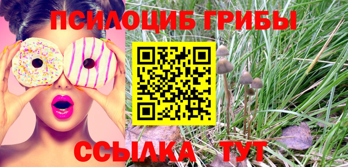 Псилоцибиновые грибы Psilocybe Красноуфимск